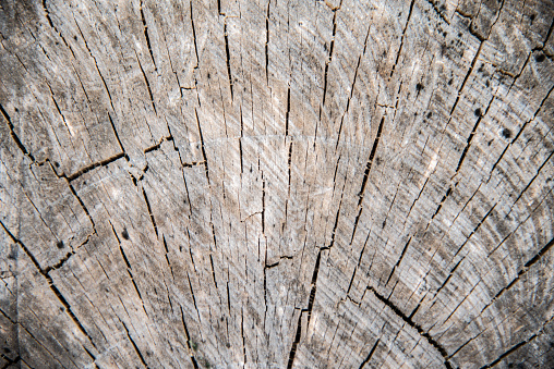 Close up wood texture in background.