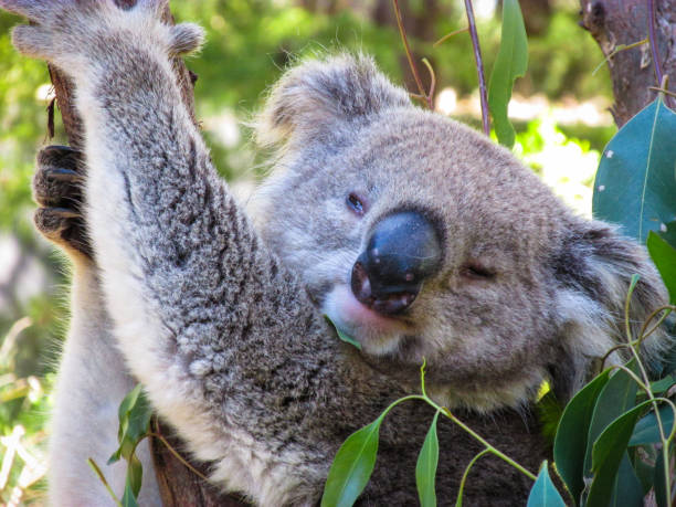 un koala si sta rilassando sull'albero dell'eucalipto - aborigine koala eucalyptus eucalyptus tree foto e immagini stock