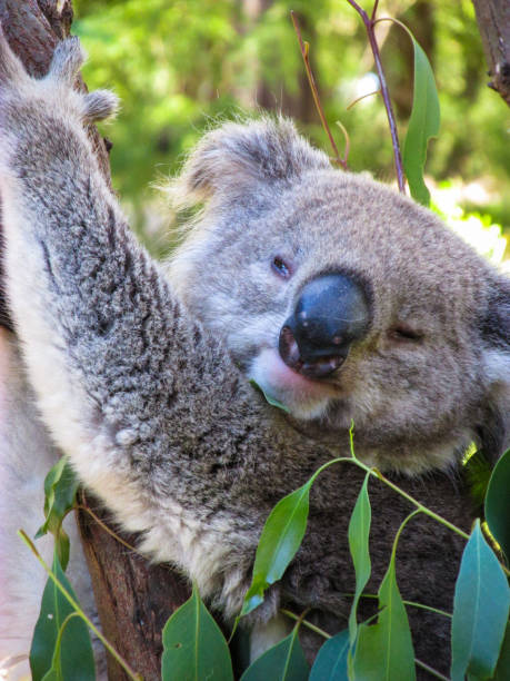 un koala si sta rilassando sull'albero dell'eucalipto - aborigine koala eucalyptus eucalyptus tree foto e immagini stock