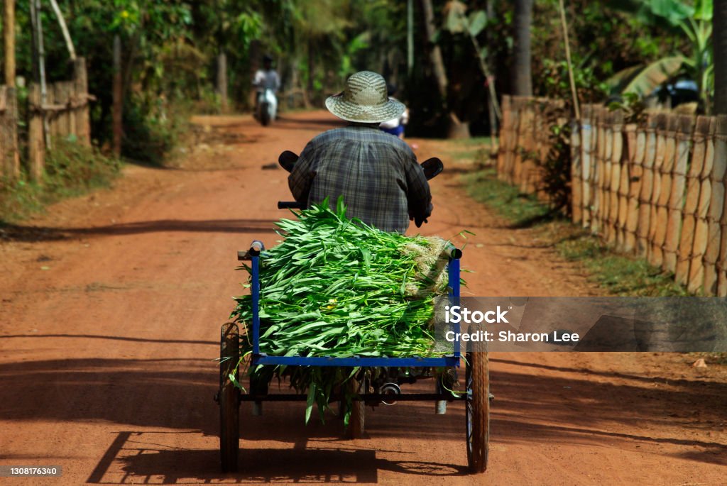 Market Bound A farmer transports his crop to market in Siem Reap, Cambodia. Cambodia Stock Photo