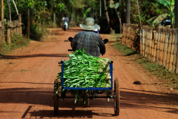 Market Bound A farmer transports his crop to market in Siem Reap, Cambodia. cambodia stock pictures, royalty-free photos & images