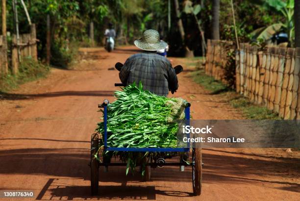 Market Bound Stock Photo - Download Image Now - Cambodia, Vegetable, Farmer