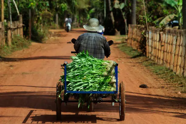 A farmer transports his crop to market in Siem Reap, Cambodia.