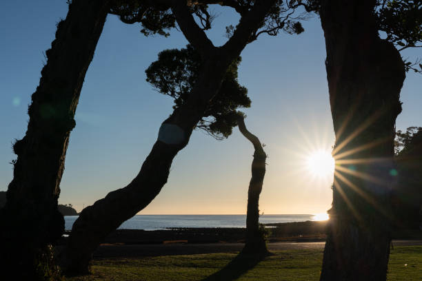 istock k stems of pohutukawa tree backlit by late sun 1308177150