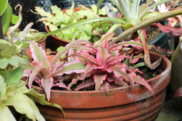 istock Cryptanthus pink. beautiful cryptanthus pink close-up. cryptanthus in pot 1308179492