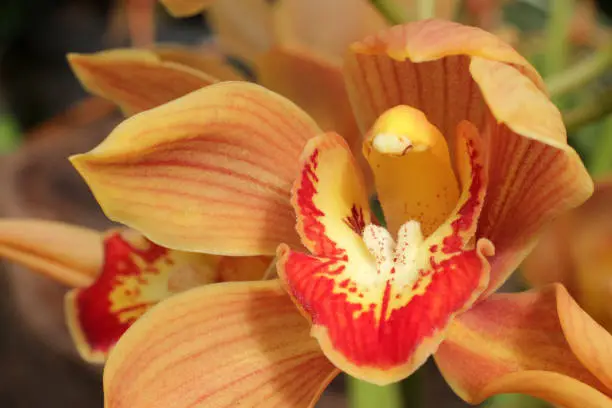 Photo of close up orchid. Blooming beautiful orchid. beautiful orchids flower close up.cymbidium orchid. cymbidium Orange Holland. cymbidium orchid flowers. orange orchid close up. close-up orchid background.