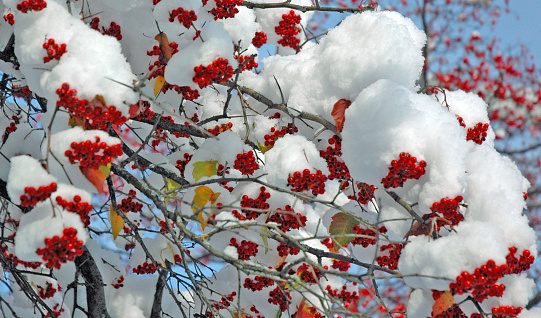 Red Berries in the Snow-Rochester New York