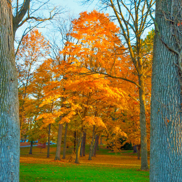 istock Tree-Sugar Maple in the early morning light-Howard County Indiana 1308179637