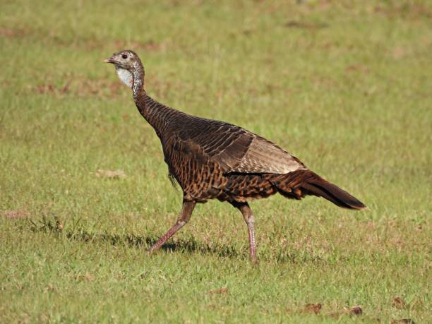 istock Wild Turkey (Meleagris gallopavo) walking in a field 1308181148