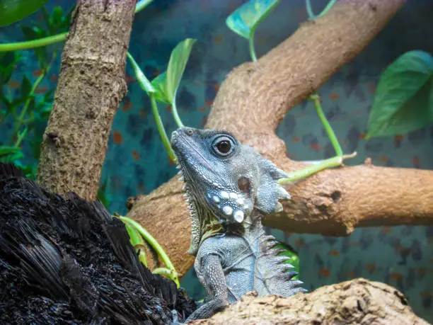 Boyd's forest dragon perches on a tree with head up in the air. It sits and waits for its prey on the tree it perches. Although a carnivore, occasionally it consumes small fruits and vegetables.