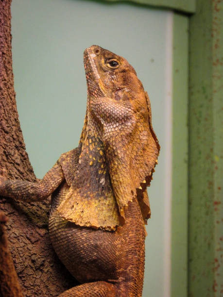 istock The Australian Frilled Lizard with its frill folded around its neck. 1308181501