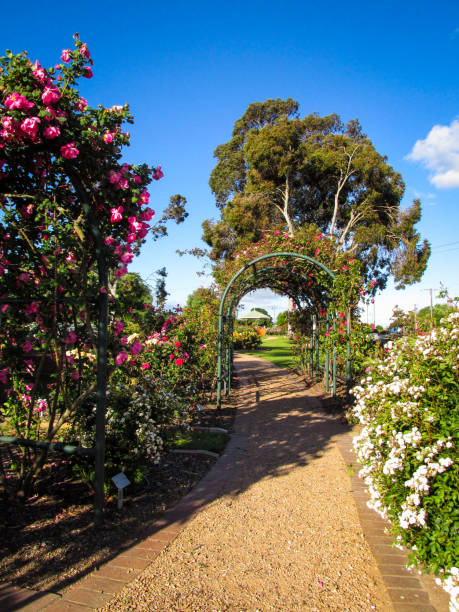 istock Rose garden with footpath leading to a green arch 1308181532