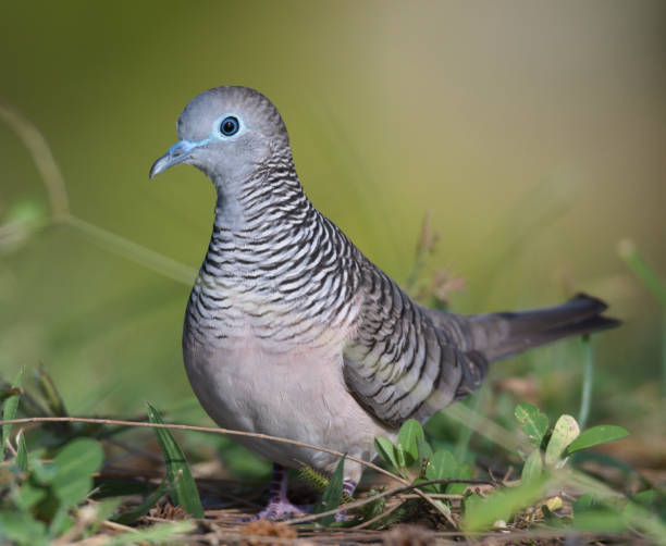 istock Cairns Birding March 2021 1308182147