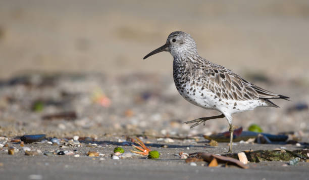 istock Cairns Birding March 2021 1308182219