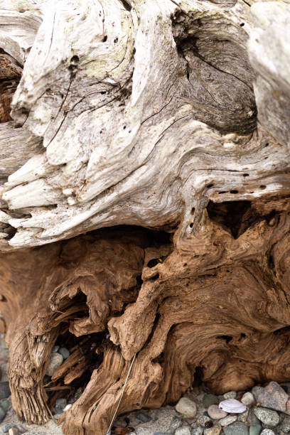 textura de madera a la deriva blanca y marrón - driftwood beach wood macro fotografías e imágenes de stock