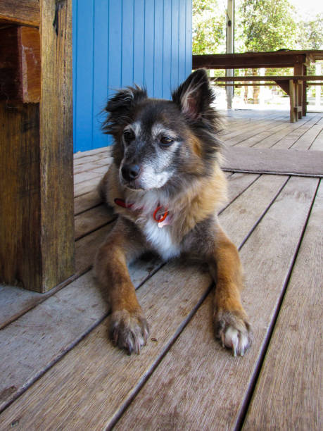 Mongrel dog sits on a wooden patio floor