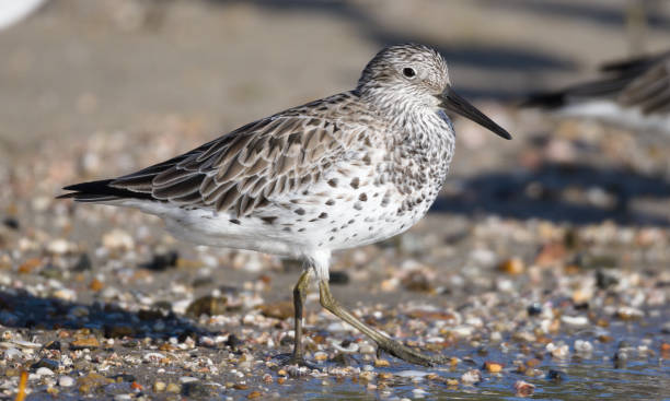 istock Cairns Birding March 2021 1308182404