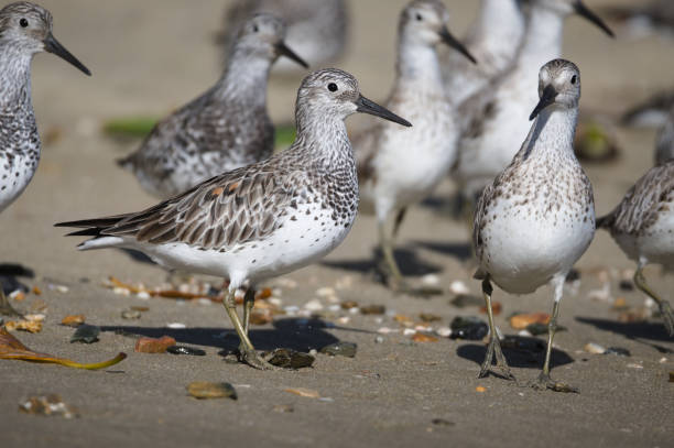 Cairns Birding March 2021