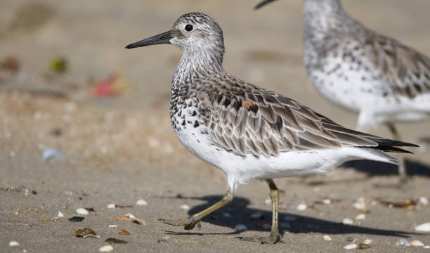 istock Cairns Birding March 2021 1308182451