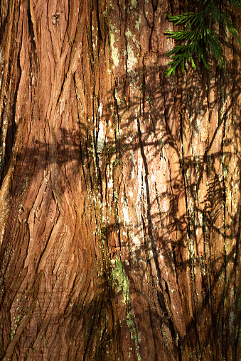 Shadows on the bark of a red cedar tree trunk