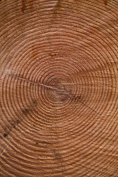 istock Close up of a tree ring texture 1308184058
