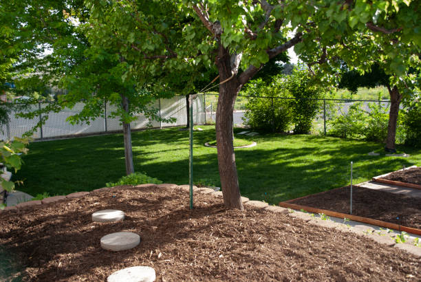 istock Apricott tree in May in Raised Garden 1308185132