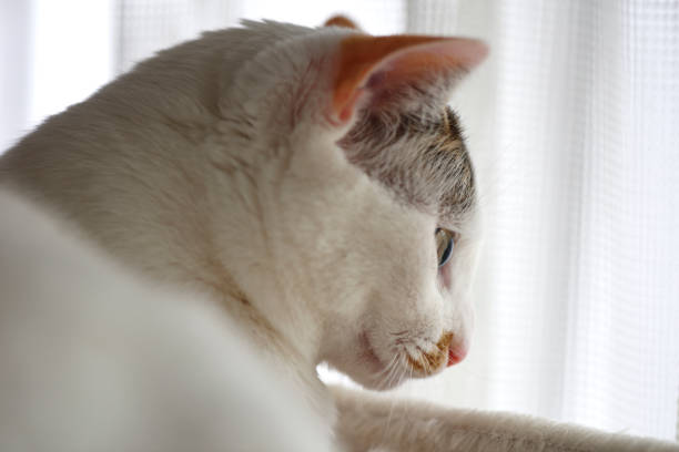Portrait of young white cat in front of window.