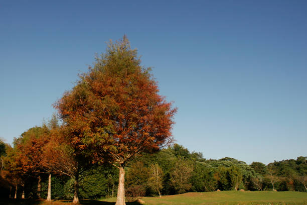 istock tree leaves on an autumn afternoon 1308190149