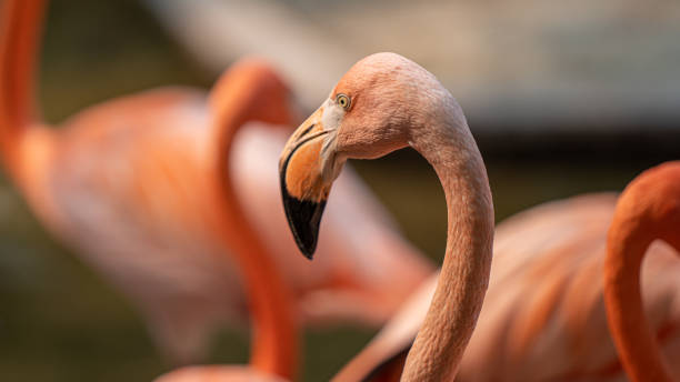 istock Animal Photo 1308191888
