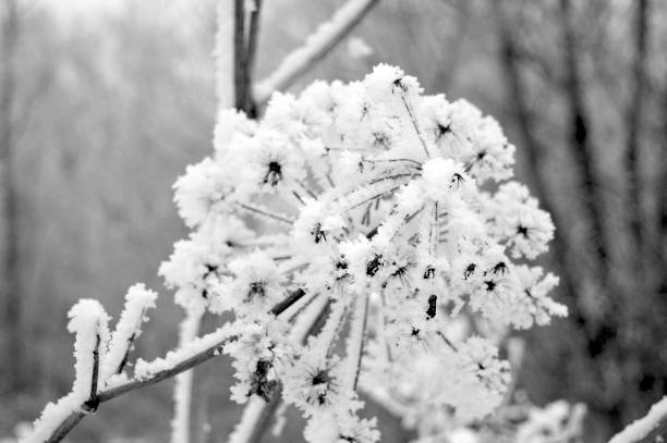 twig frost cover, shallow dof