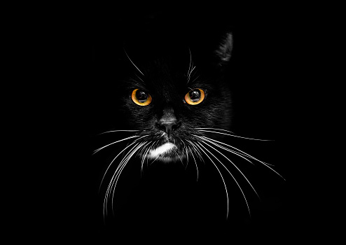 Cat On Black Background With Yellow Glowing Eyes Stock Photo - Download  Image Now - Animal, Animal Body Part, Animal Eye - iStock