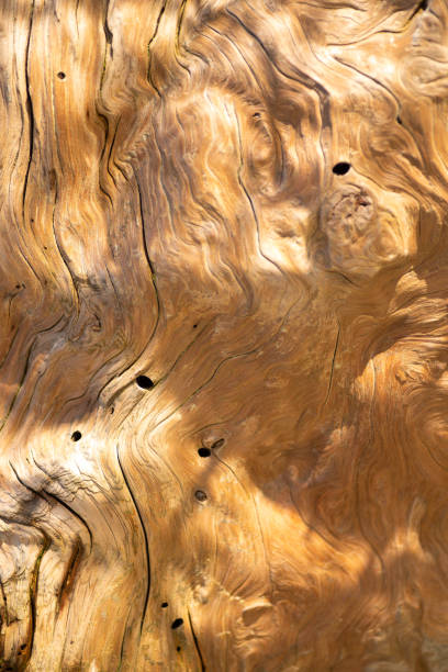 jasna złota zawirowana tekstura driftwood - driftwood twisted wood vertical zdjęcia i obrazy z banku zdjęć