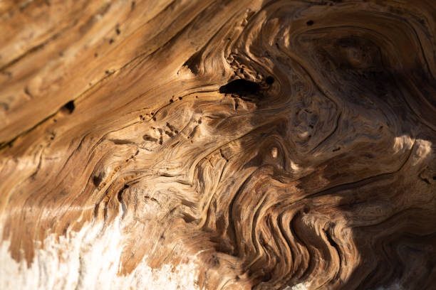 istock Moody golden swirled driftwood texture 1308192346