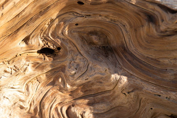 hermosa textura de madera a la deriva remolino brillante - driftwood beach wood macro fotografías e imágenes de stock