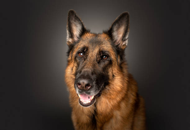 ダークグレーの背景にスタジオでジャーマンシェパードの肖像画 - german shepherd animal black purebred dog ストックフォトと画像