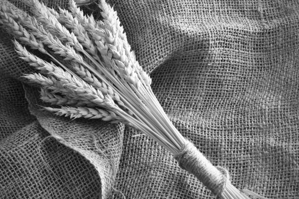 A black and white image of stocks of wheat on a burlap fabric.
