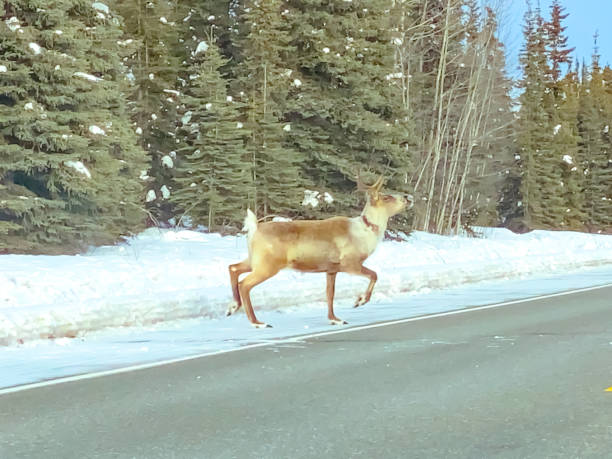 istock Caribou Crossing Road in Alaska 1308193008