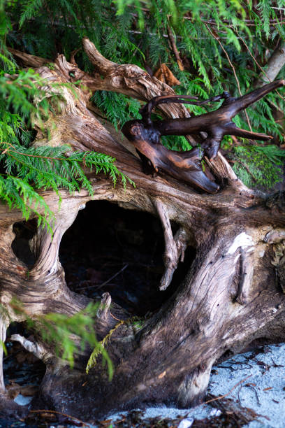 Tree hollow in driftwood and roots on the beach