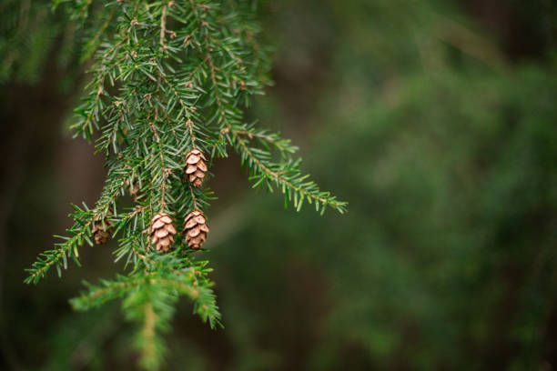 Photo of Hemlock pine needles and pine cones
