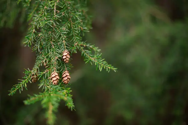 Photo of Hemlock pine needles and pine cones