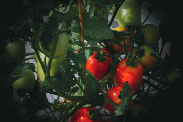 istock tomato plantation in the field 1308194834