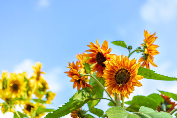 istock Sunflower natural background. Sunflower blooming. 1308198178