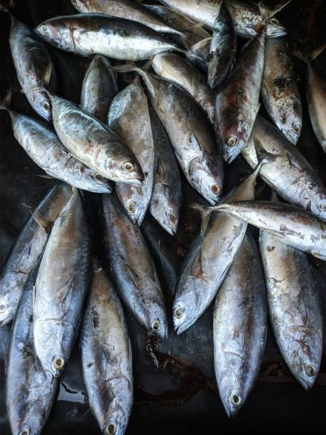 Fish in the market