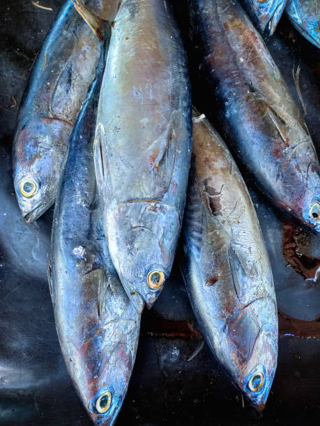istock Fresh fish in the market 1308198245
