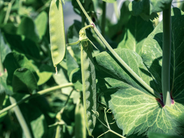 istock Young green pea pods growing in a vegetable garden 1308198319