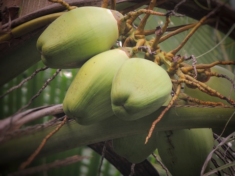 A bunch of young green colored tender coconuts live from coconut tree.