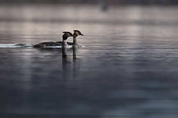 istock A pair of great crested grebe (Podiceps cristatus) swimming side by side on the lake 1308200158