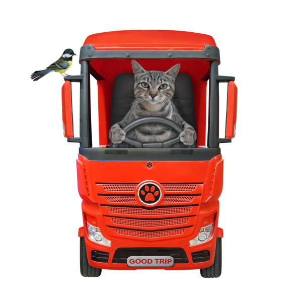 istock Cat gray drives big red truck 1308205331