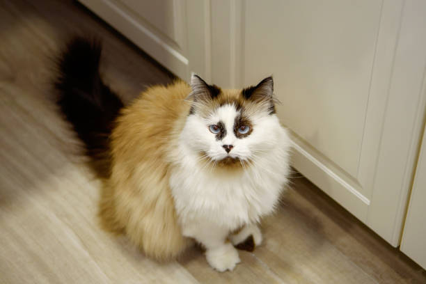 istock Funny colorful cat sitting on the kitchen floor 1308207959