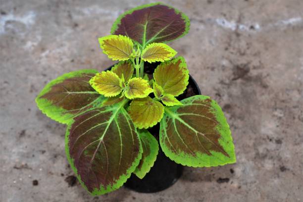 istock Coleos plant in March, 2021. 1308208177